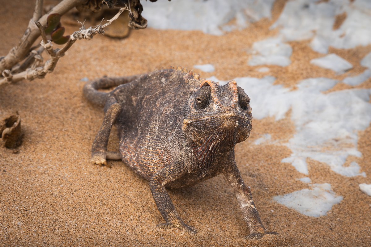 Namaqua chameleon (Chamaeleo namaquensis)