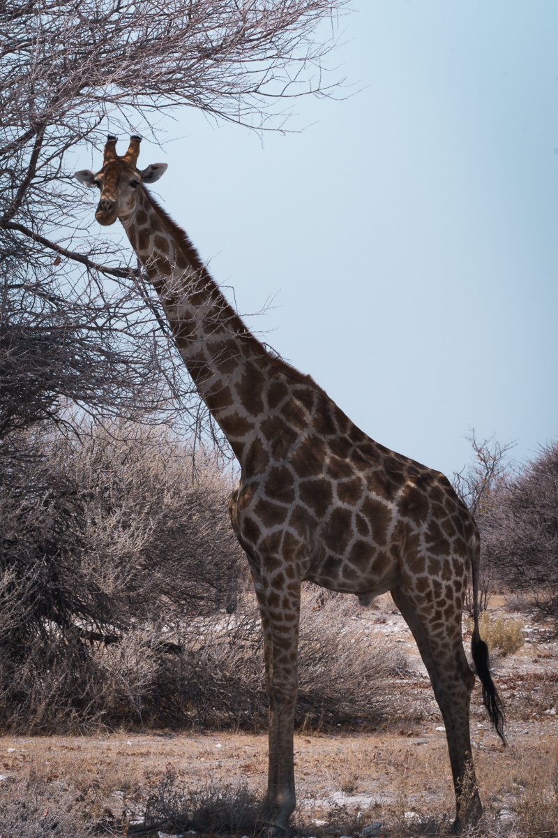 Namibian Giraffe (Giraffa giraffa angolensis)