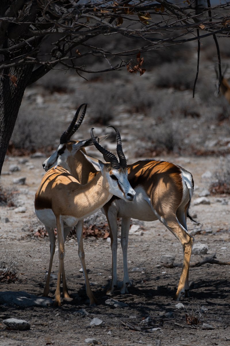 Springbok (Antidorcas marsupialis)
