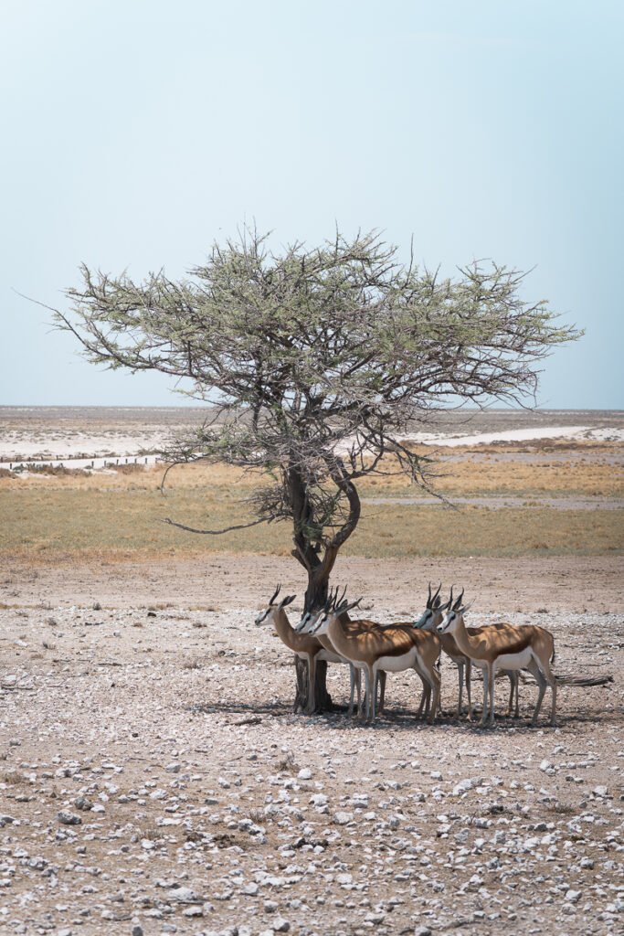 Springbok (Antidorcas marsupialis)
