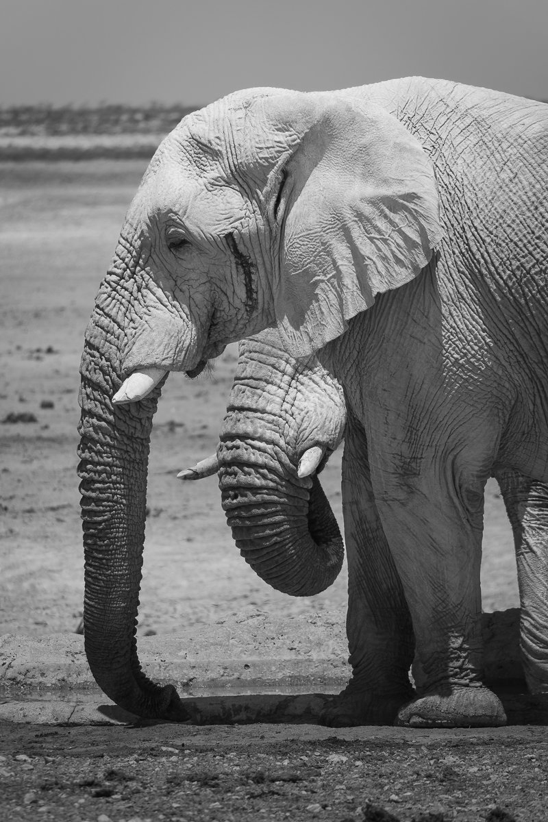 African elephant (Loxodonta africana)
