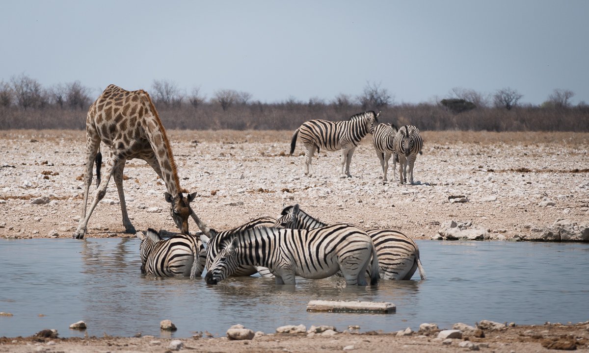 Plains zebra (Equus quagga) and Namibian giraffe (Giraffa giraffa angolensis)