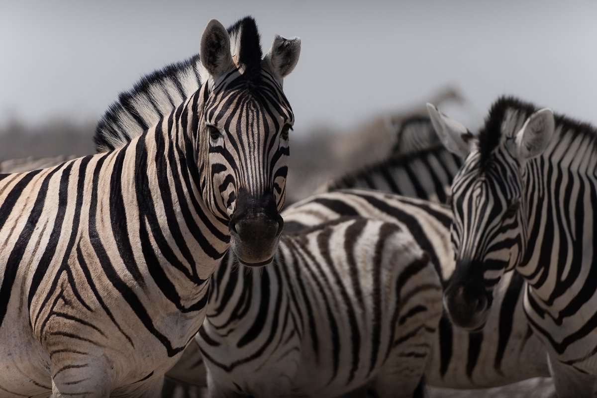 Plains zebra (Equus quagga)