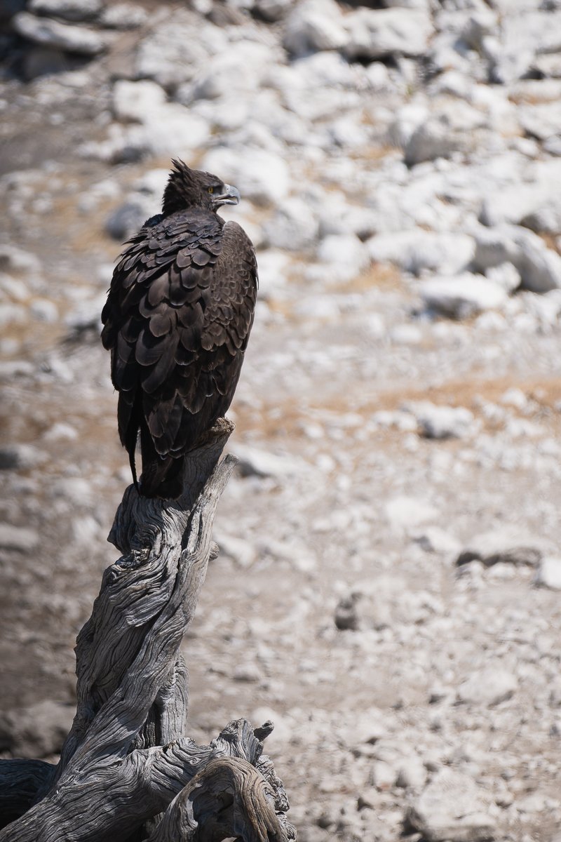 Martial eagle (Polemaetus bellicosus)