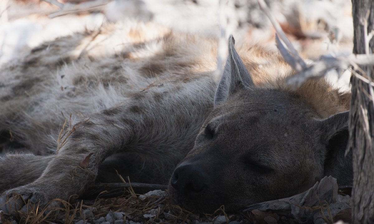 Spotted hyena (Crocuta crocuta)