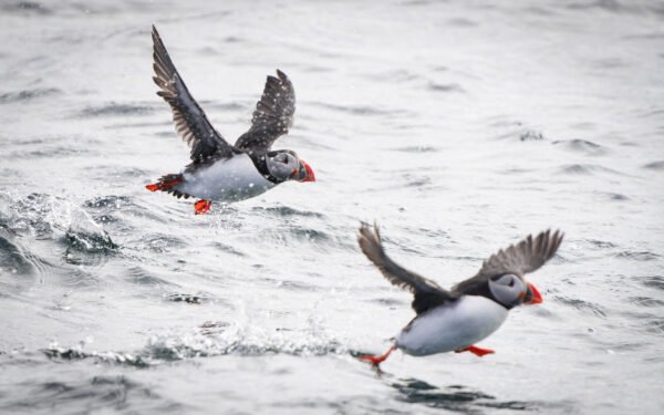 Atlantic Puffin (Fratercula arctica)