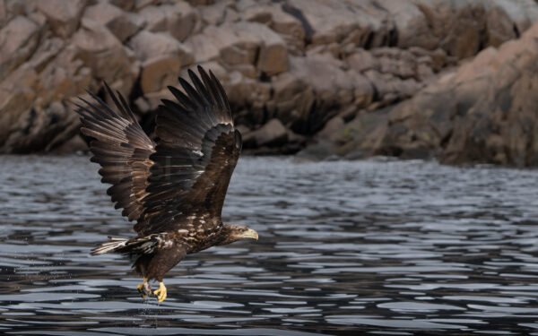 White-tailed eagle (Haliaeetus albicilla)