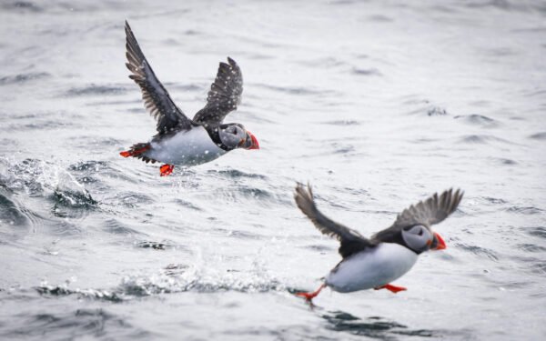 Atlantic Puffin (Fratercula arctica)
